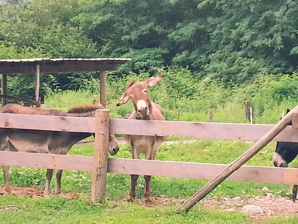 Agriturismo Val Codera Verceia Dış mekan fotoğraf
